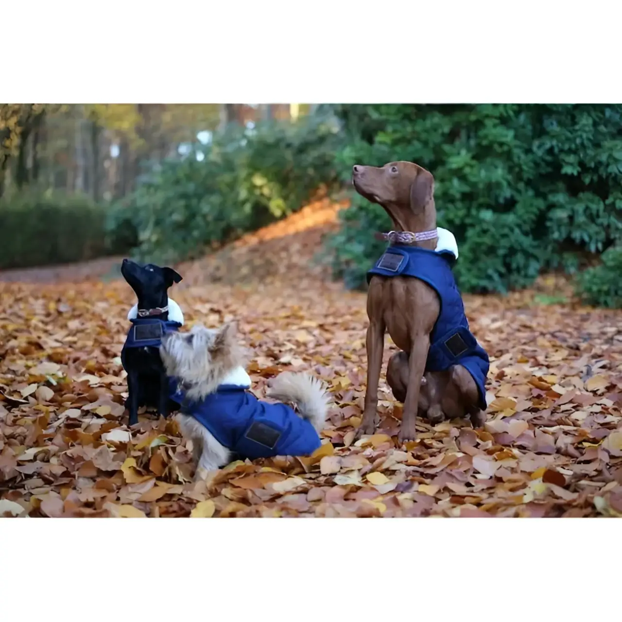 Kentucky - Cappotto Original - immagine 7
