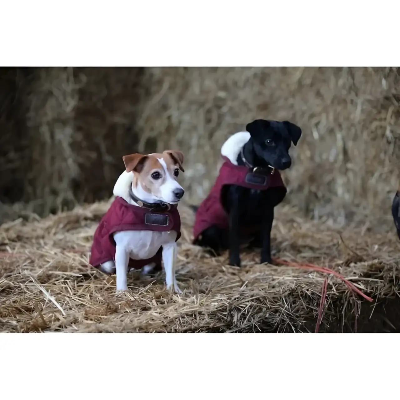 Kentucky - Cappotto Original - immagine 6