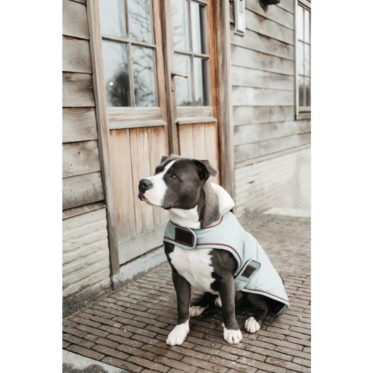 Kentucky - Impermeabile per cani 160gr - immagine 5
