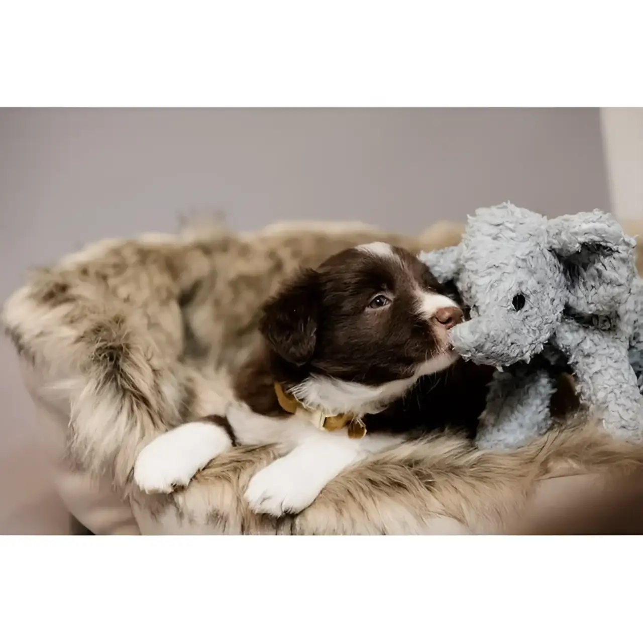 Kentucky - Peluche per Cani Elefante Elsa