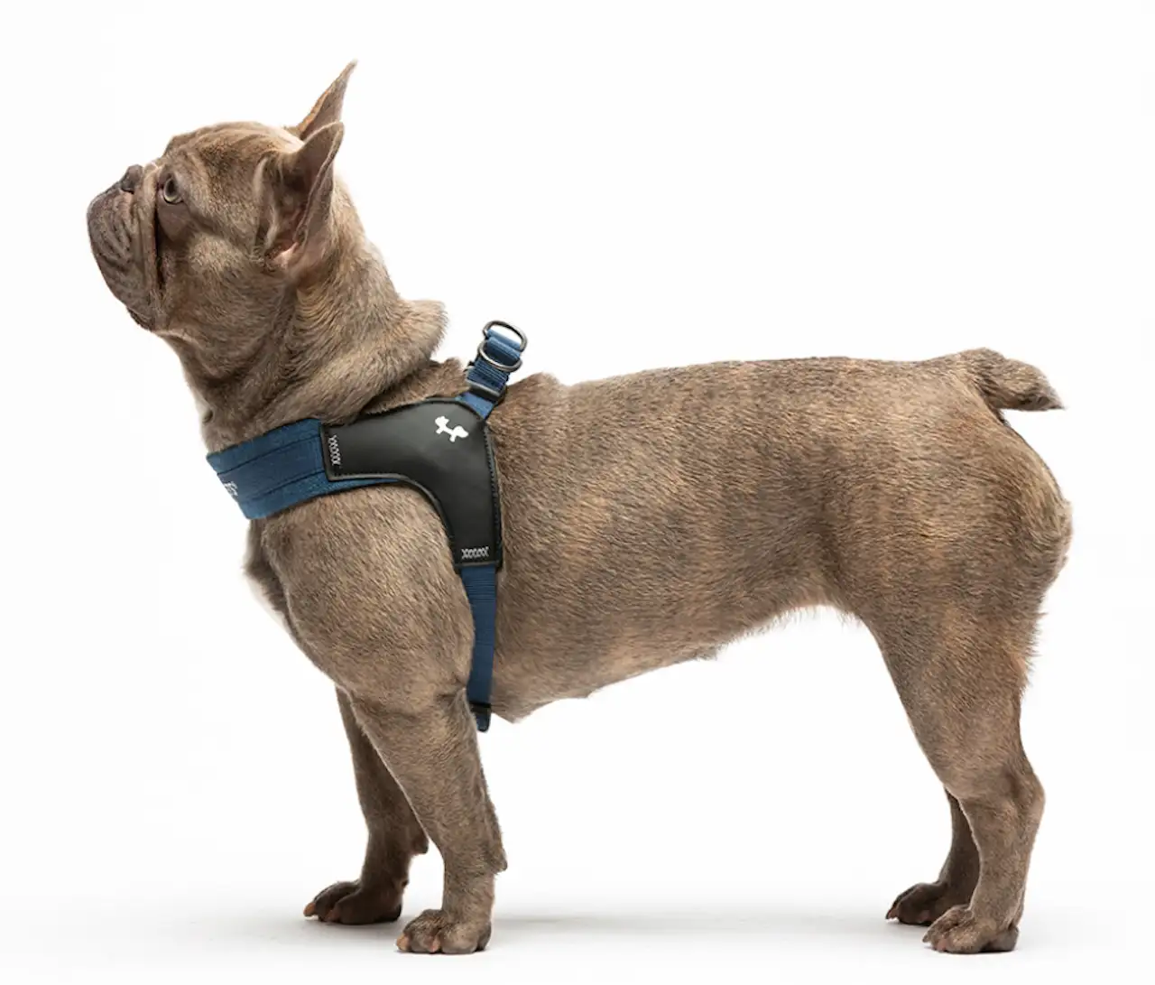 United Pets - Citylife - Pettorina aggancio rapido in Jeans - immagine 5